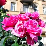 Одеса в трояндовому цвіті — де зараз побачити найкрасивіші квітучі вулиці