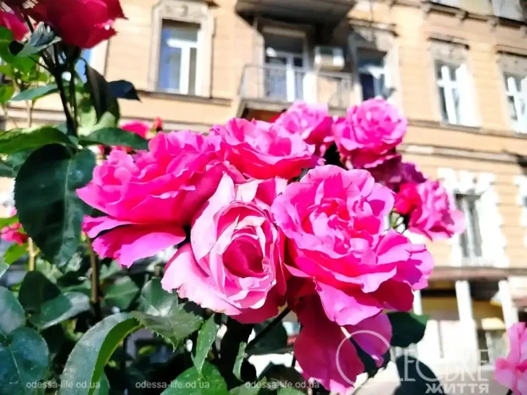 Одеса в трояндовому цвіті — де зараз побачити найкрасивіші квітучі вулиці
