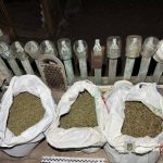 На Одещині поліція виявила наркоплантацію з 150 кущів вартістю майже 3 млн