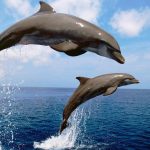 19 липня: море біля Одеси нагрілося — яка нині температура води