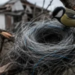 Під Одесою збитий безпілотник перетворюється на “будинок” для дикої природи — як фауна пристосовується до війни (фото)