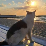 Прогноз температури морської води біля Одеси на 20 липня — що чекати від Чорного моря