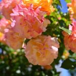 Одесу чекає теплий день з поривистим вітром — прогноз погоди
