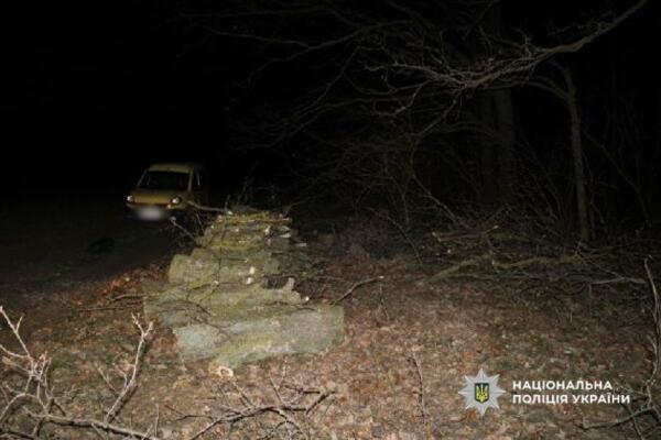 Замість прибутку від дубів — вирок: на Одещині суд покарав “чорних лісорубів”
