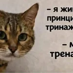 Одеса з гумором: котяча «тринажорка» та секрети підготовки до зими