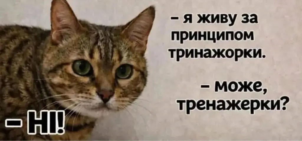 Одеса з гумором: котяча «тринажорка» та секрети підготовки до зими