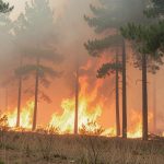 Падіння уламків безпілотника спричинило масштабну пожежу в Дунайському заповіднику на Одещині — подробиці