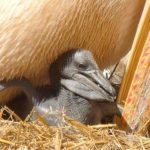 Одесити обрали ім’я для улюбленця зоопарку — рожевого пелікана