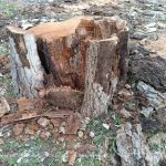 Одеса втрачає зелень: чому на місці спиляних дерев не садять нові