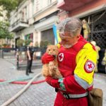 В Одесі з-під завалів витягли кота, який пережив російський удар