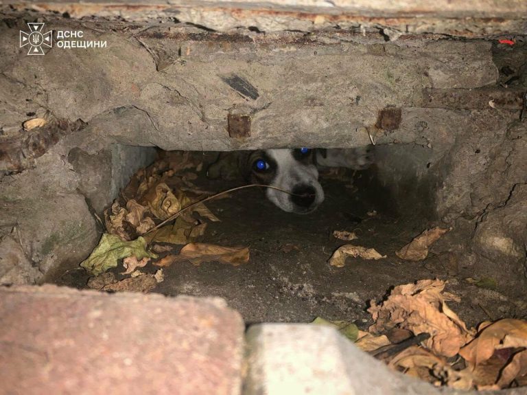 На Одещині рятувальники витягли з пасток кішку з яру та щеня з ями