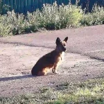 В Одещині дві вірні собаки щодня чекають господаря з війни