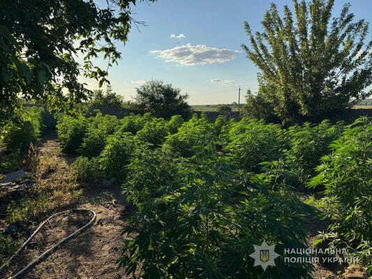 53-річний житель Одещини сховав під двометровим парканом сотню кущів конопель