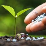 Калійні добрива: як керувати водним режимом рослин і якістю врожаю