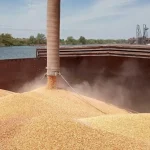 Зернові вантажі майже припинили надходити до портів Великої Одеси — обсяги перевезень впали на 84%