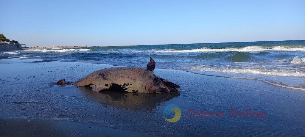 На узбережжя Одеси винесло загиблого китоподібного (фото)