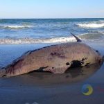 На одеському узбережжі знайшли загиблого китоподібного тварину (фото)