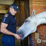 Унікальна реабілітація в Одесі: коні замінюють лікарняні стіни для поранених військових і поліцейських