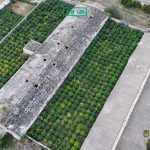 Жителі Болградського району створили велику плантацію конопель, вилучене наркозілля оцінюють у понад 60 млн грн