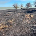 Природні ландшафти Одещини зникають — криза в Тузловських лиманах