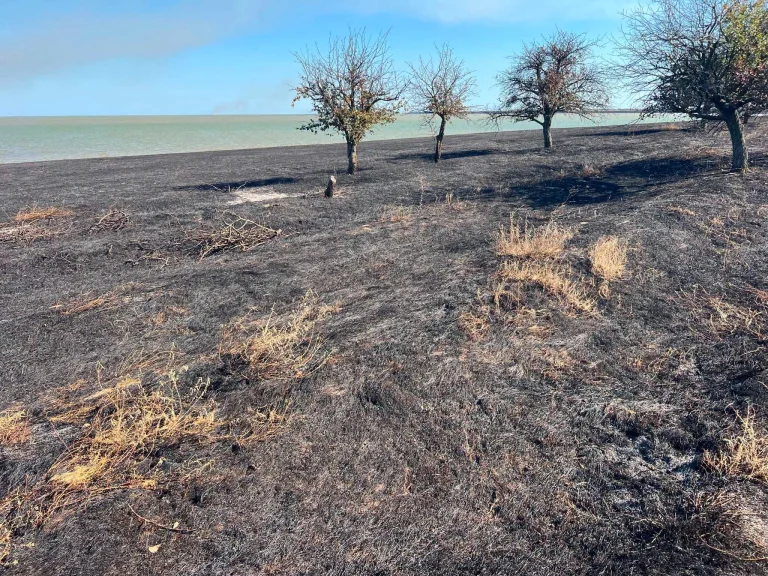 Природні ландшафти Одещини зникають — криза в Тузловських лиманах