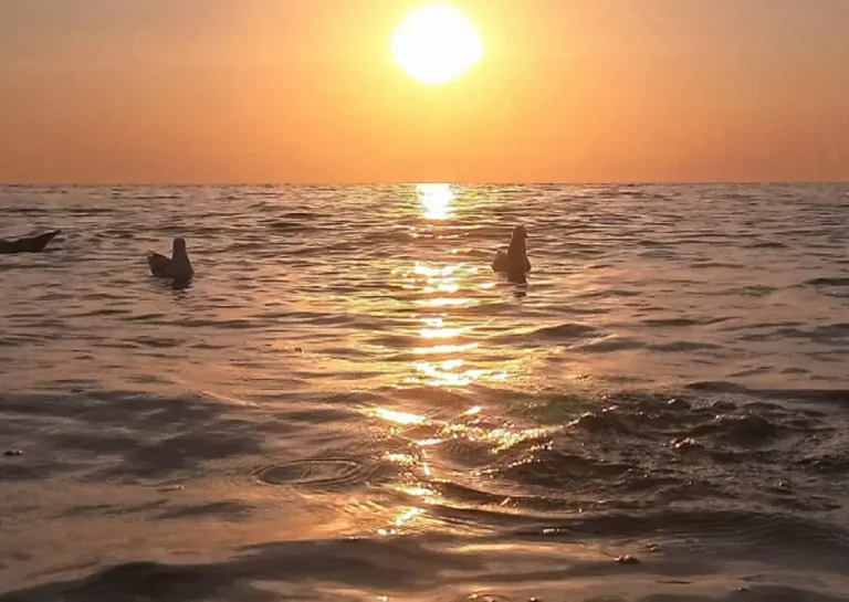 Біля Одеси вода досі тепла — прогноз температури моря на 2 вересня