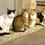 Вуличні коти — обличчя Одеси: хто їх підгодовує, лікує та стерилізує