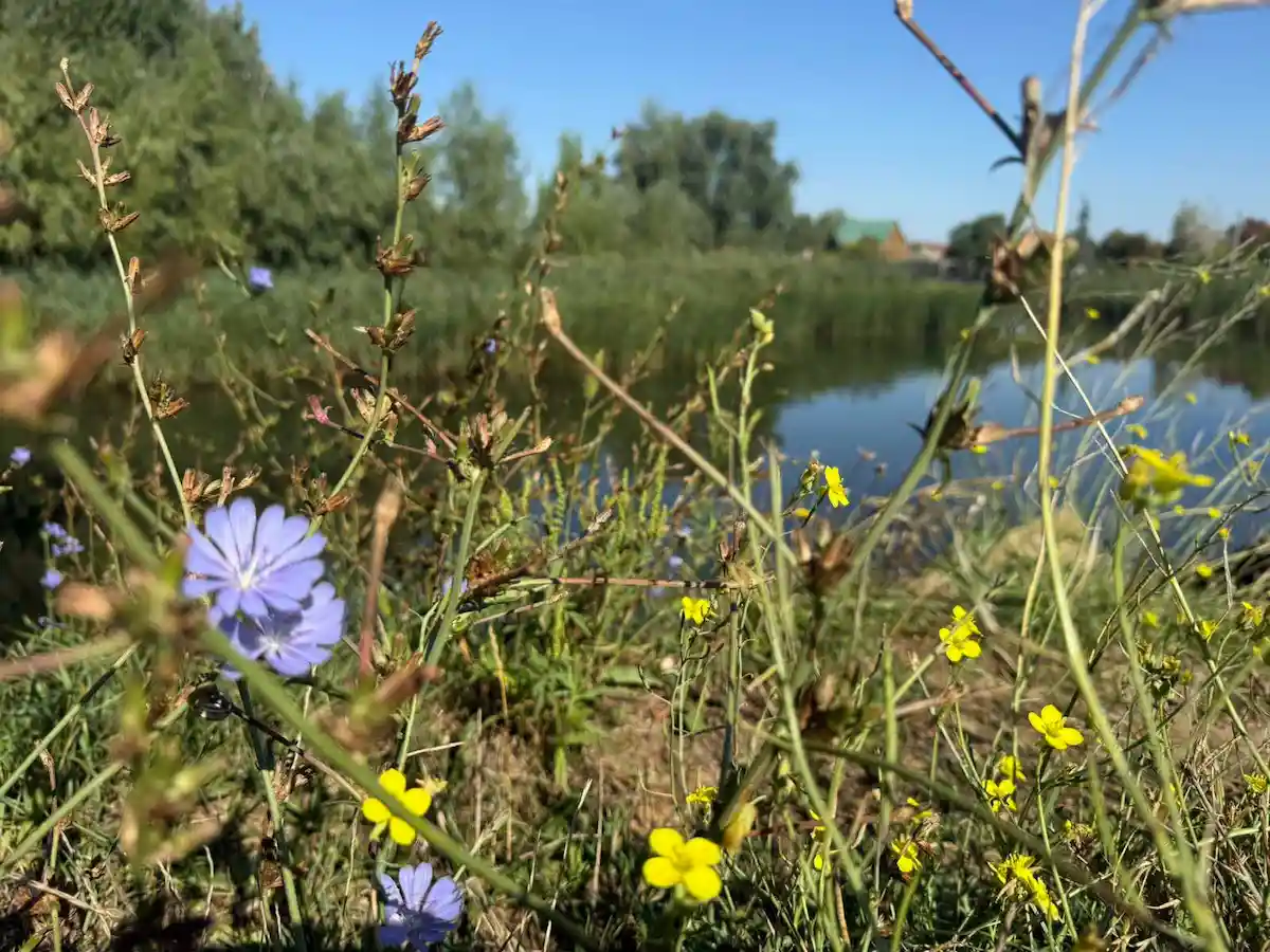 У нацпарку на Одещині знищили озеро та місця гніздування рідкісних пеліканів, завдавши збитків на мільярди