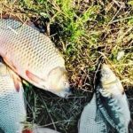 На Одещині затримали браконьєра з вісьмома сазанами на 30 тисяч