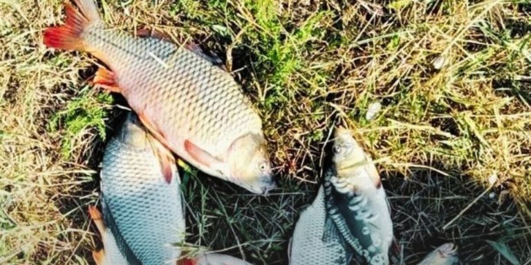На Одещині затримали браконьєра з вісьмома сазанами на 30 тисяч