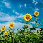 На Одещині встановили п’ятирічний рекорд урожайності соняшника