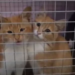 Повітряна операція через Дніпро: одеські гвардійці врятували котиків з окупованих Олешок ()