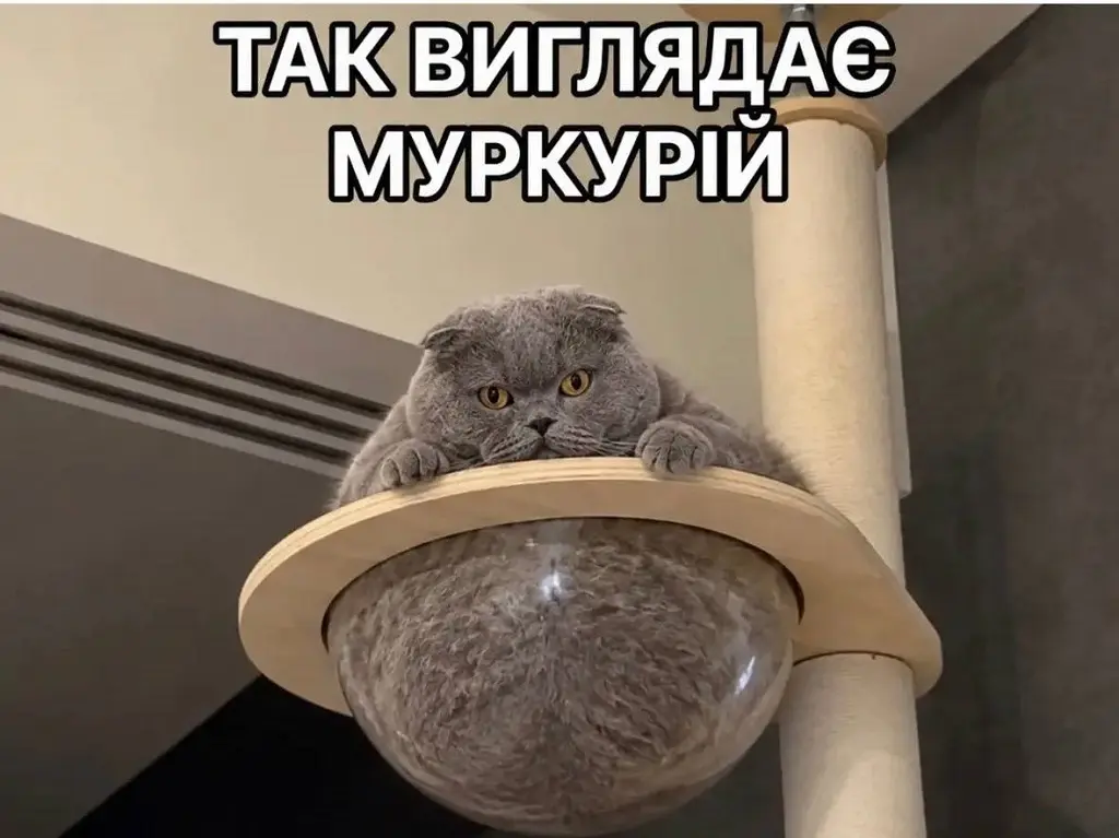 Пухнастий кіт у прозорій підставці