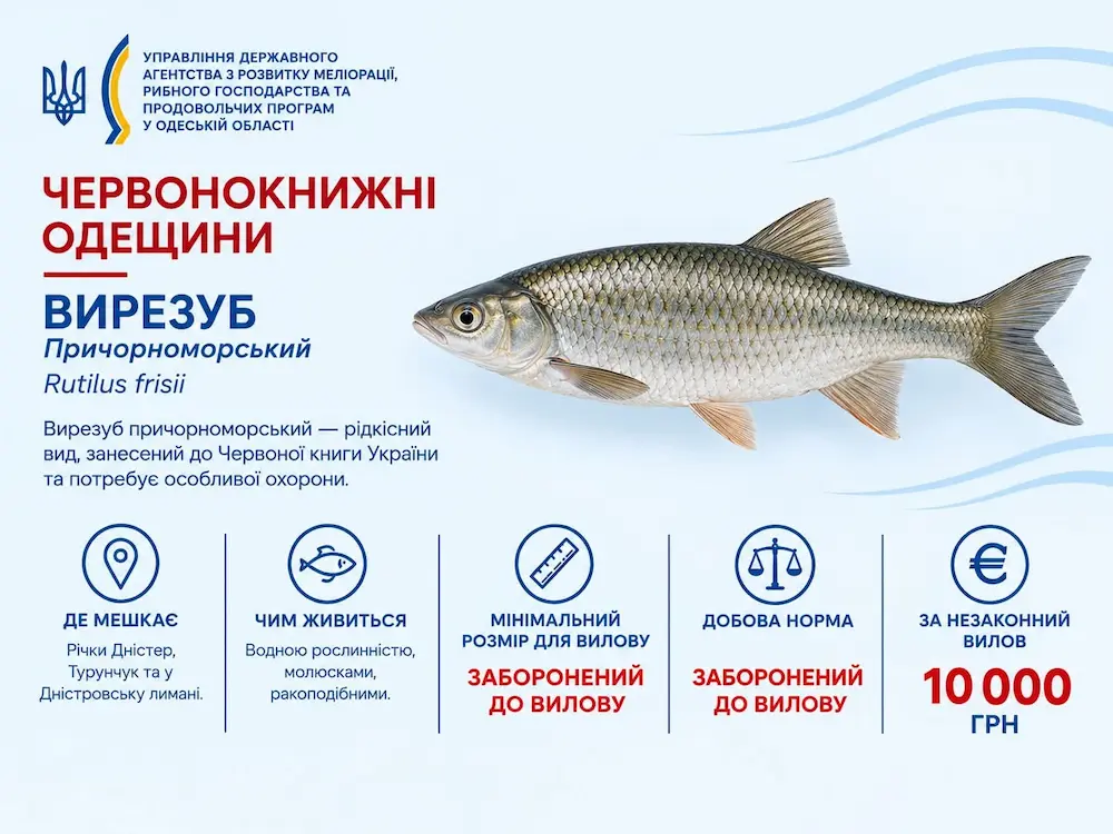вирезуб