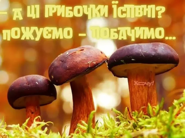 Одеситський гумор: як правильно смакувати гриби і чому варто купувати смартфон із якісною камерою
