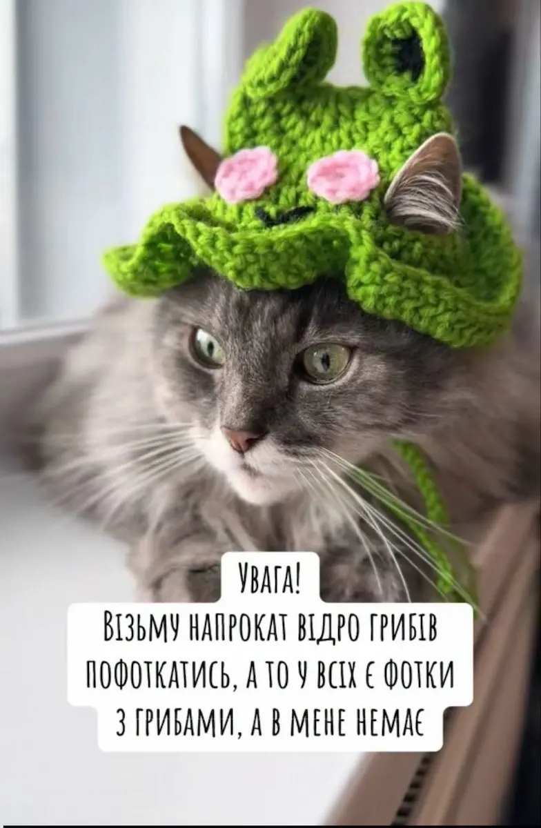 меми, гумор