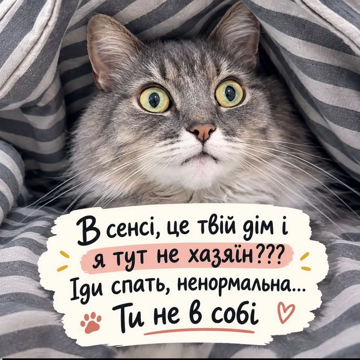 меми, гумор