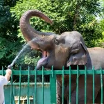 Слониха Венді із Одеси під загрозою через стужу та брак товариства