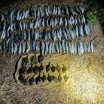 В Одеській області порушник правил рибальства виловив водні біоресурси на суму понад 3 млн грн — деталі