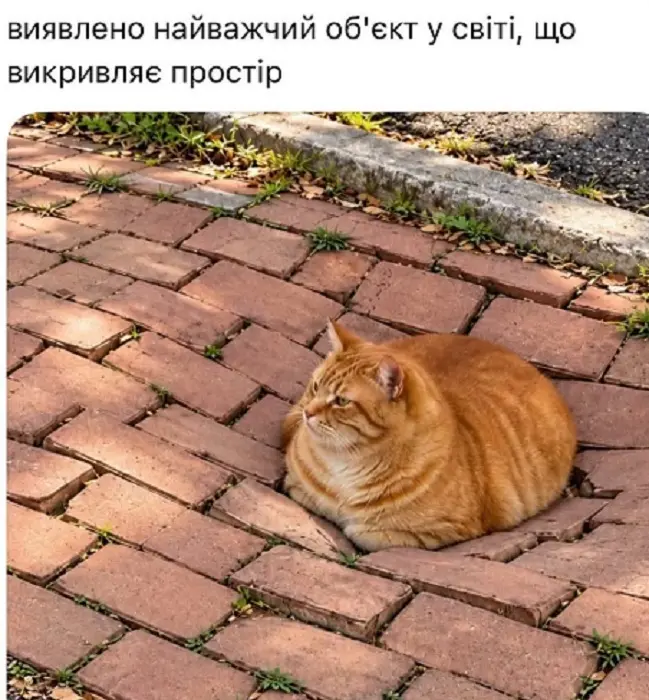 Рыжий упитанный кот сидит на тротуарной плитке, которая прогнулась под его весом