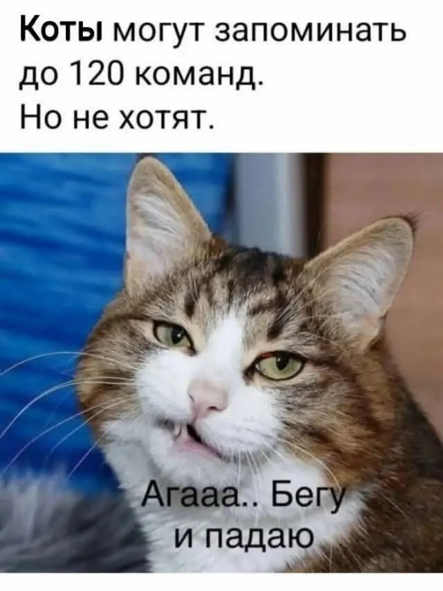 одеський гумор