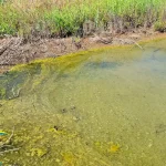 Повторно нафтова пляма виявлена на узбережжі Одеської області — в акваторії Тузлівської лиманної системи істотно розширилася забруднена ділянка
