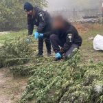 Мешканець Одеської області особисто культивував і просушив близько 20 кг конопель, що були конфісковані
