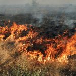 Дунайський заповідник на Одещині зазнав збитків понад 538 млн грн через обстріл