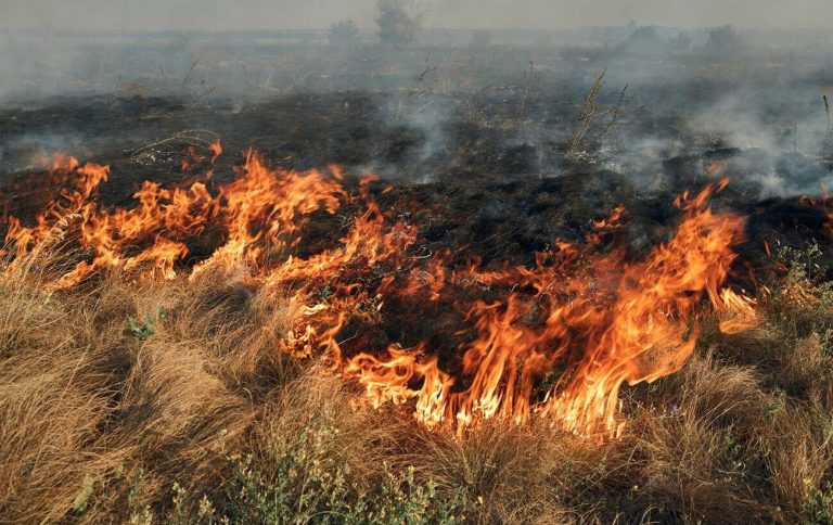 Дунайський заповідник на Одещині зазнав збитків понад 538 млн грн через обстріл