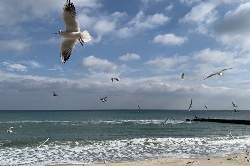 На Одещині ймовірні нічні заморозки — прогноз на 4 жовтня