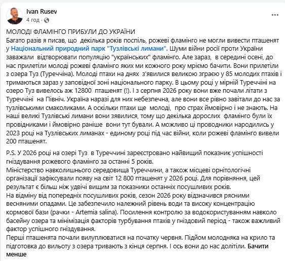 фламінго