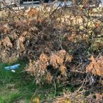 Одесити звинувачують «ЕкоЗагрозу» в забрудненні скверу