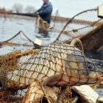 Справу про масовий незаконний вилов близько сотні риб у «Тузлівських лиманах» на Одещині направили до суду