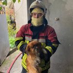 У місті Сарата рятувальники врятували домашню тварину з вогняного палаючого житла